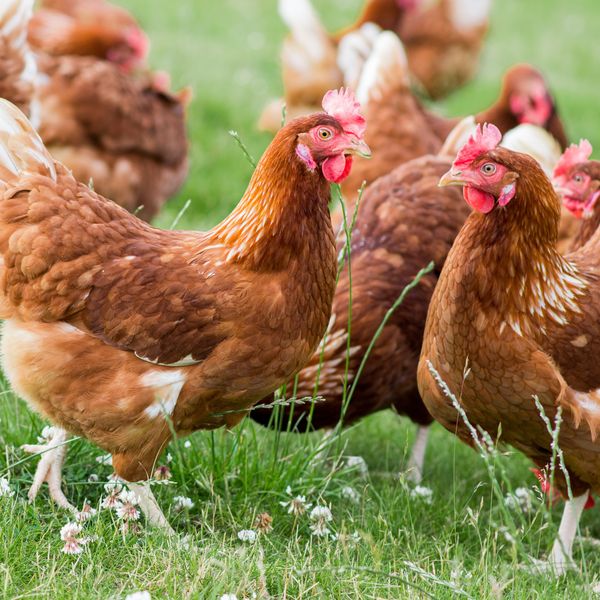 Happy & Healthy Hens