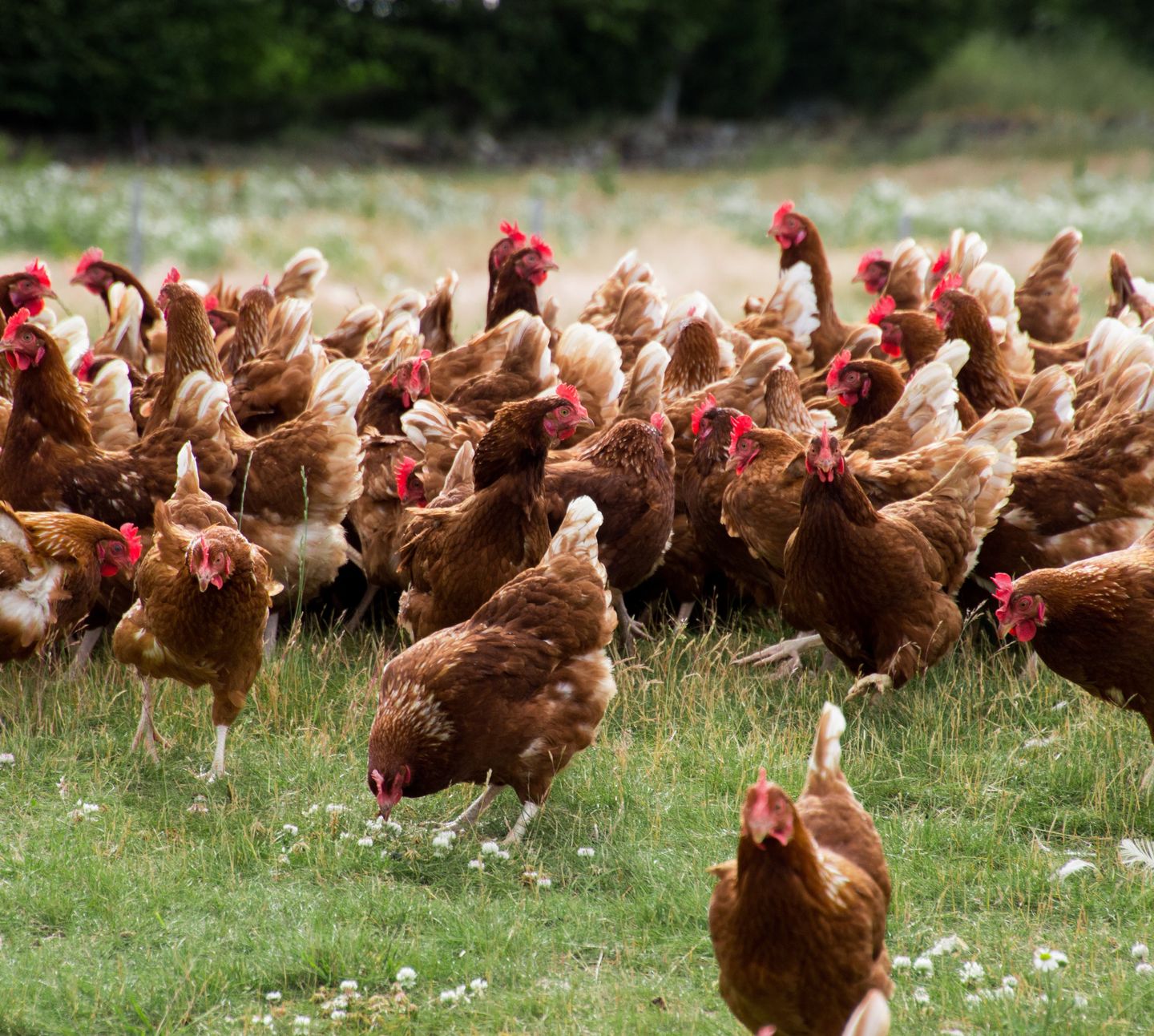 Hens ranging - Our Farms - J57