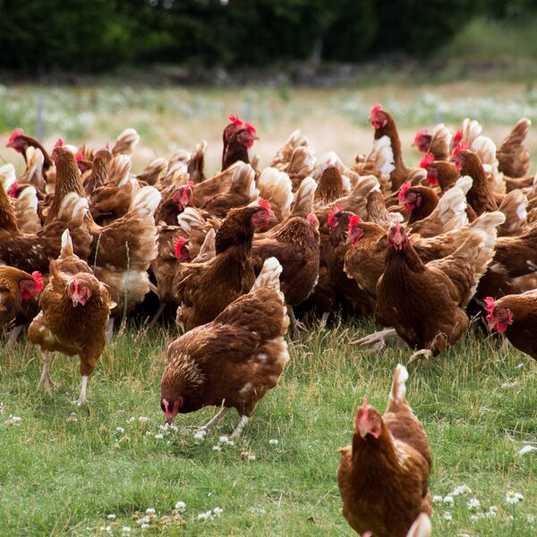 Hens ranging - Our Farms - J57