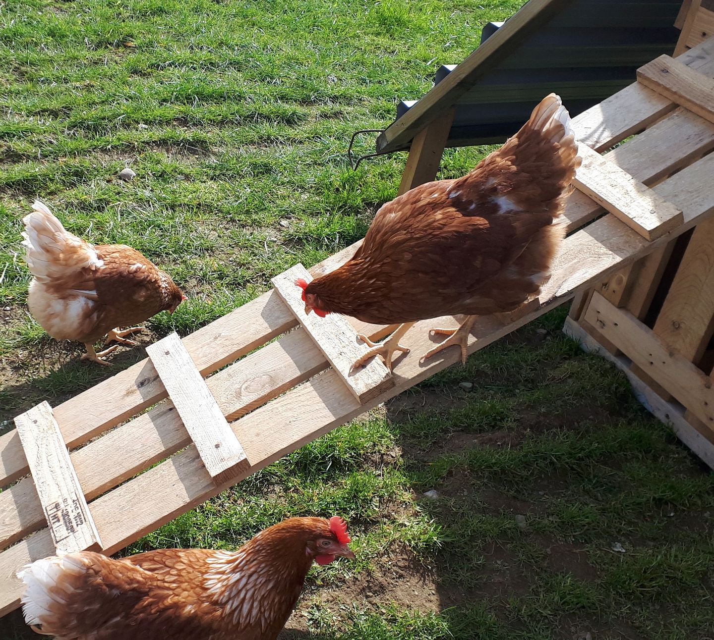 Hen on ramp - Happy & Healthy Hens