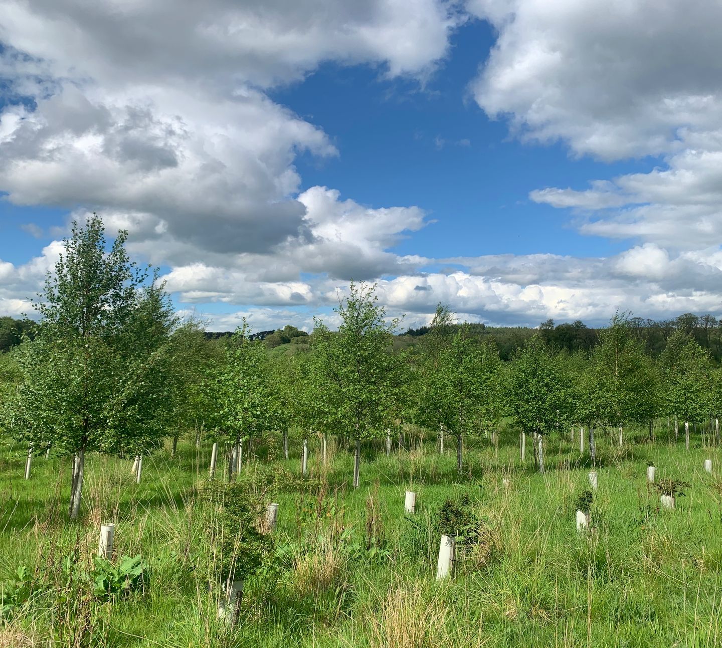 IMG 3572 2 Tree Planting Park