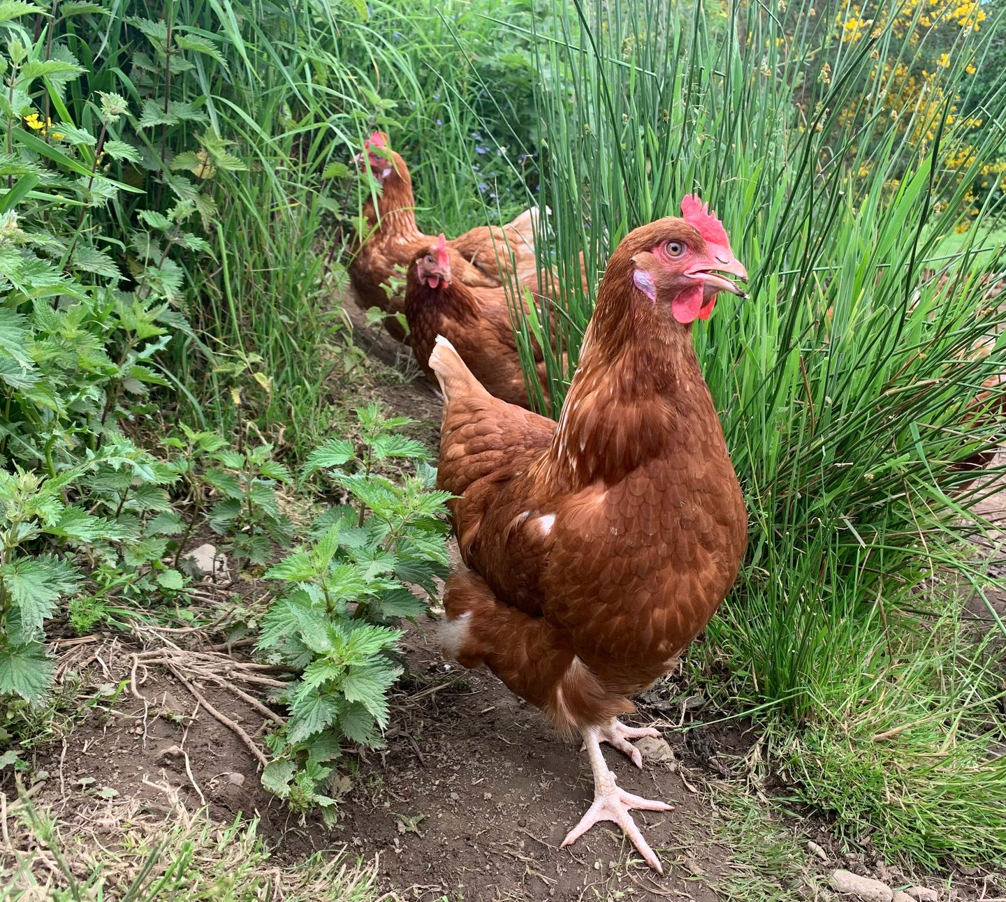 Hen in shrubbery 180601 - Mains of Auchenabadie