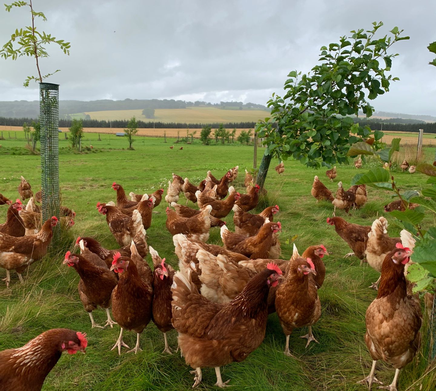Ribrae Hens amongst new trees