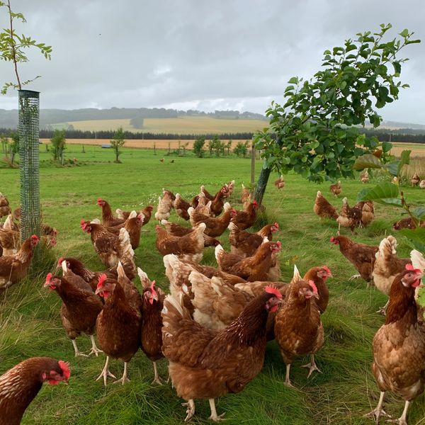 Ribrae Hens amongst new trees