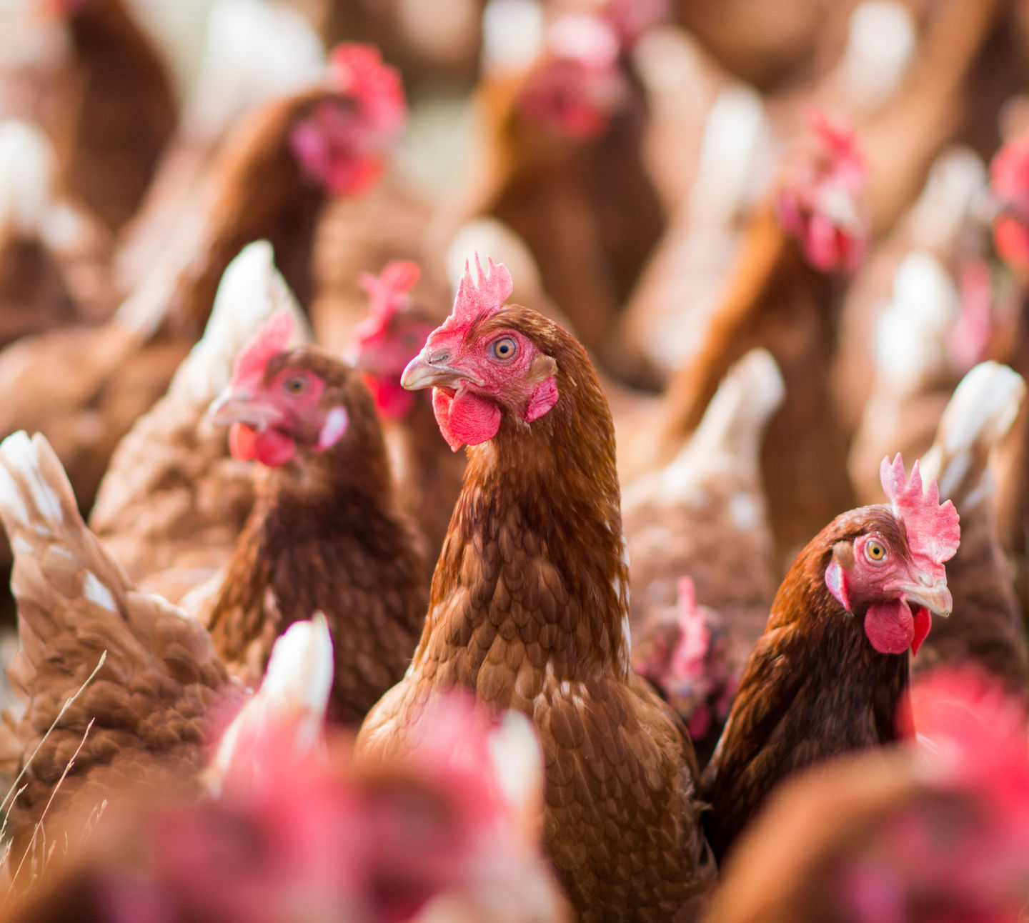 Environmental Sustainability - Hen 24