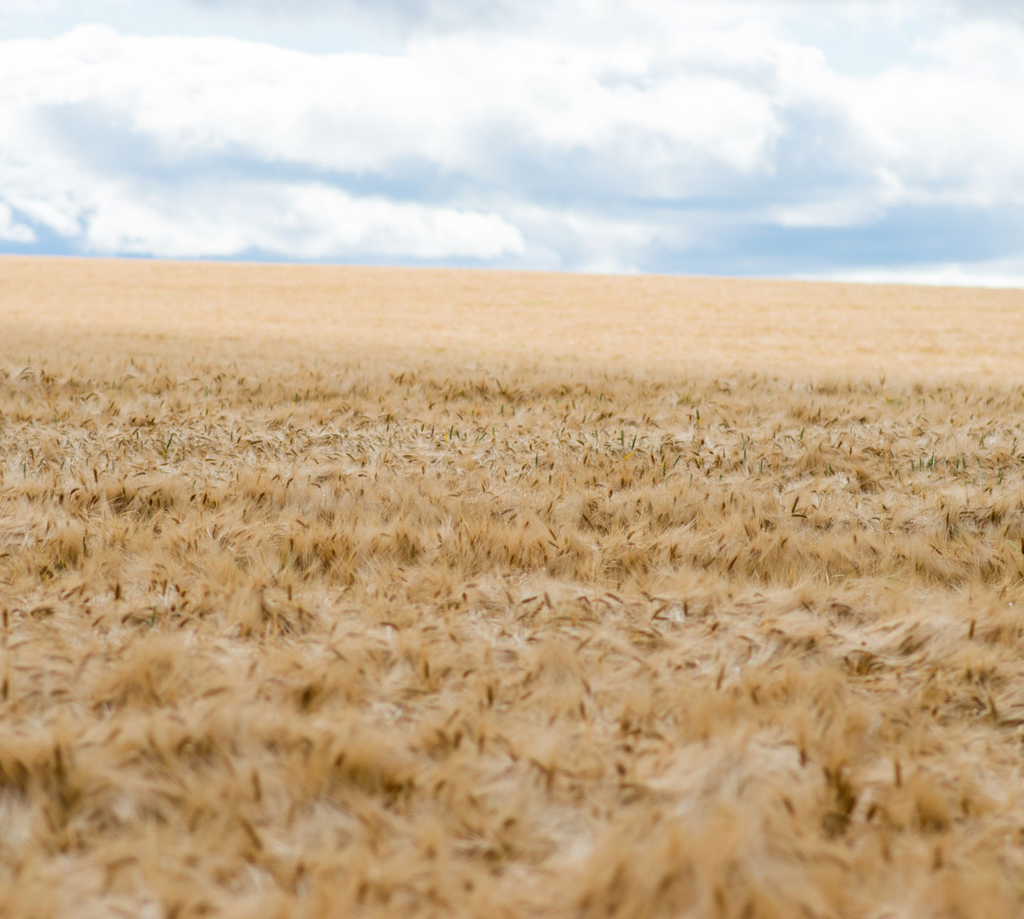 Barley - DSC4531 - True Traceability