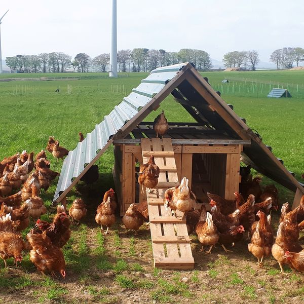 Hens Playhouse Cushnie Organic