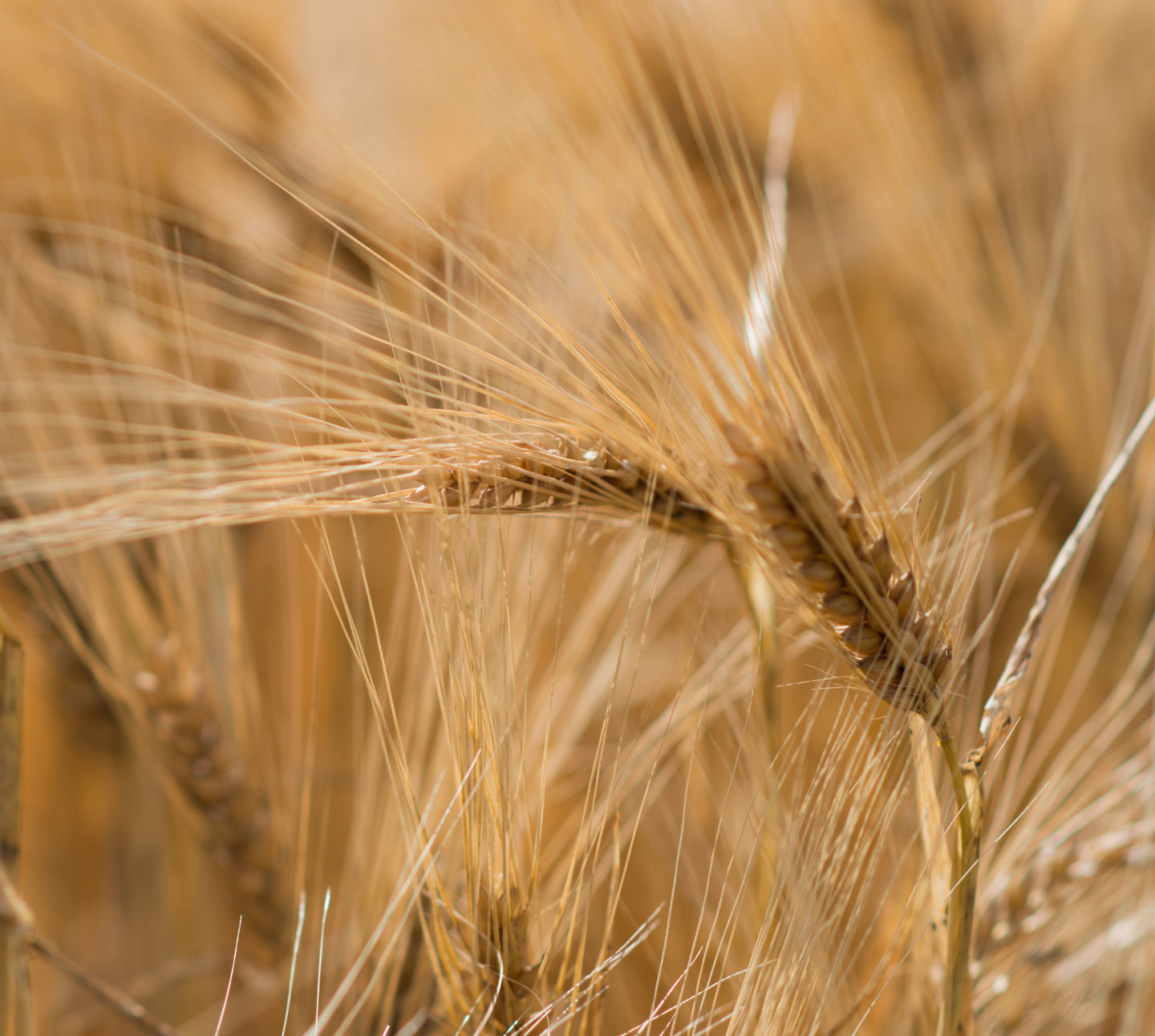 Barley - DSC 4468 - Cushnie