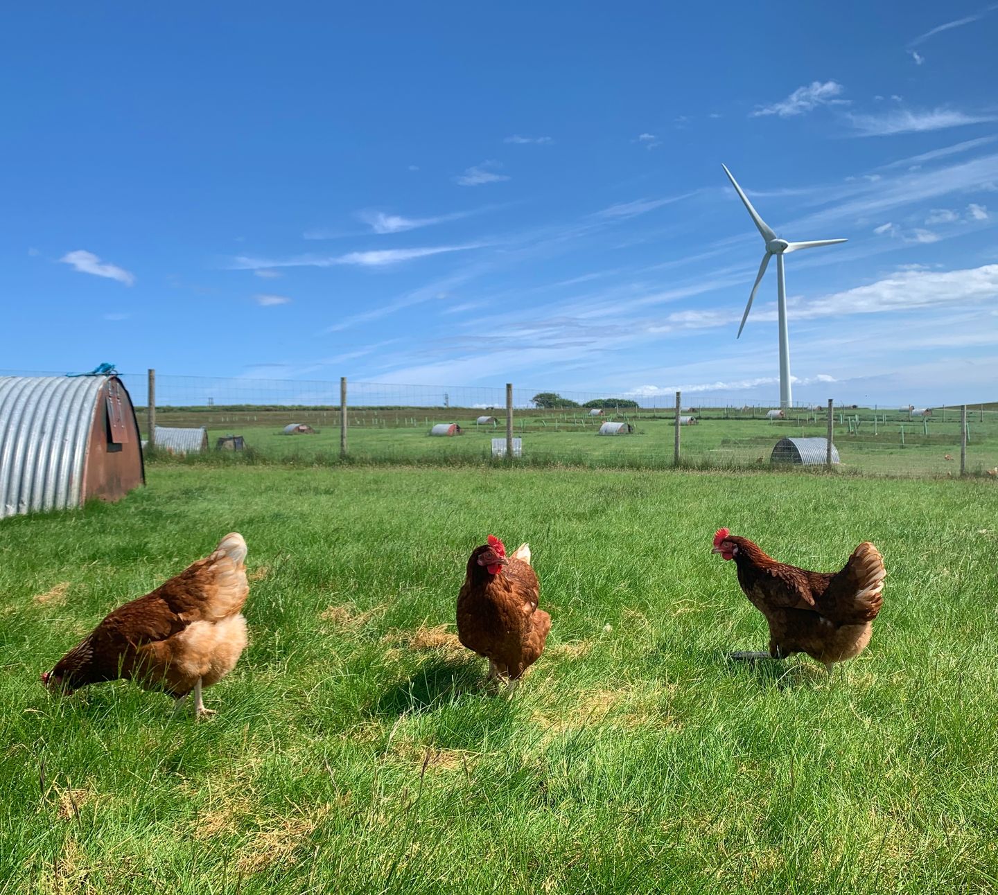 Strath hens ranging IMG 3655
