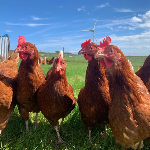 Strath Hens close up IMG 3649