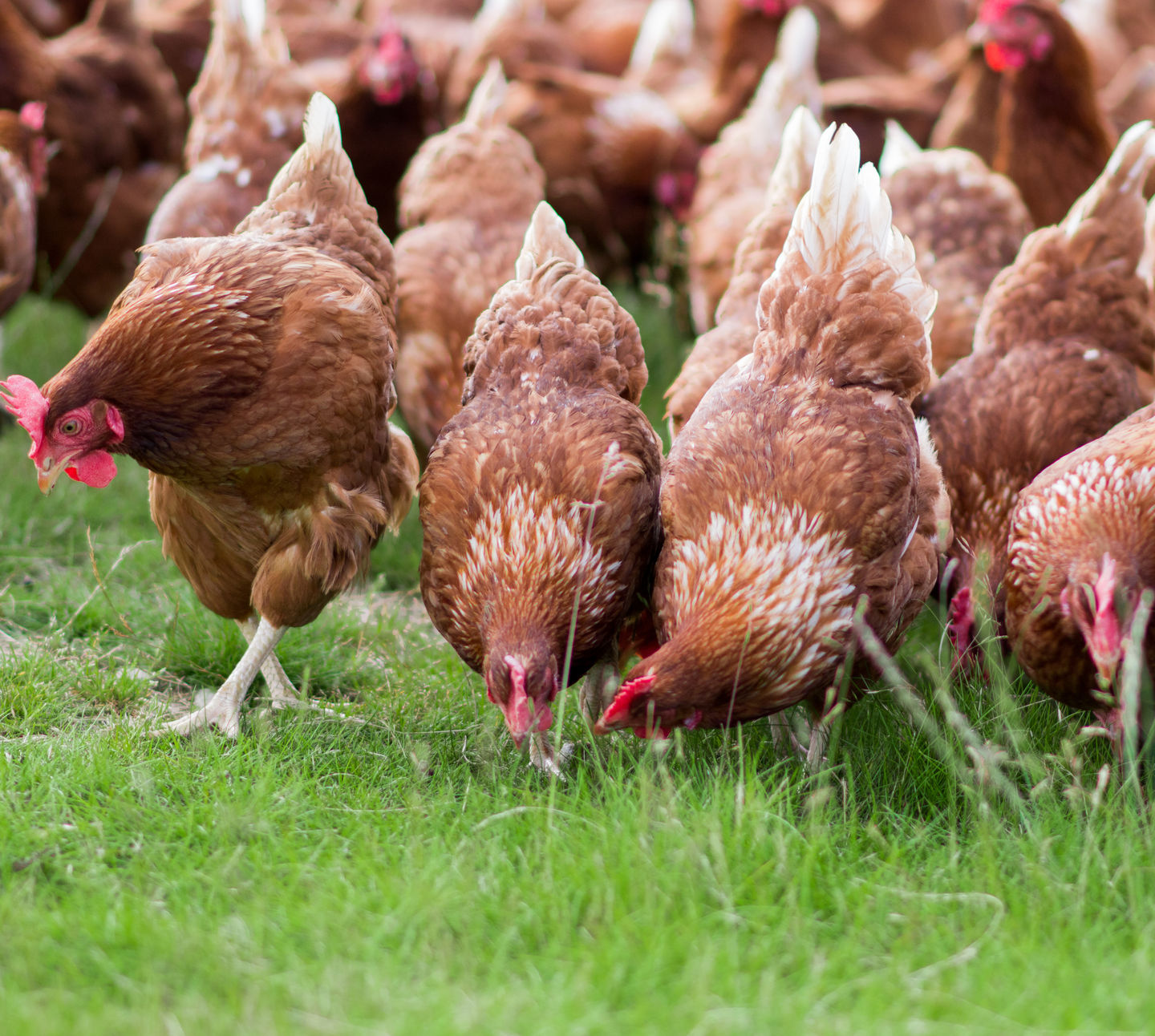 Foraging - Ribrae Hen19