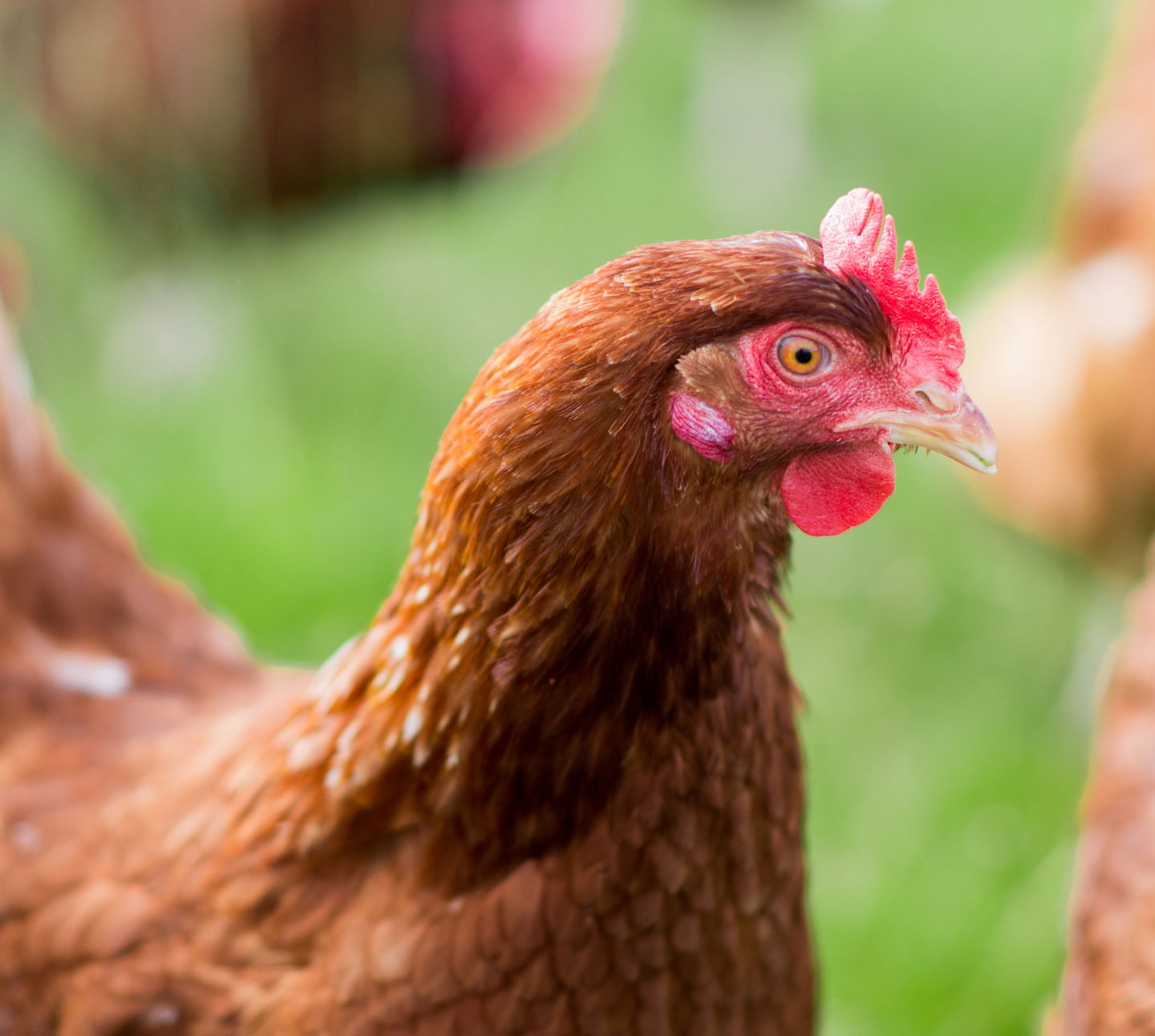 Hen-Close-up-J1-Auchenbadie