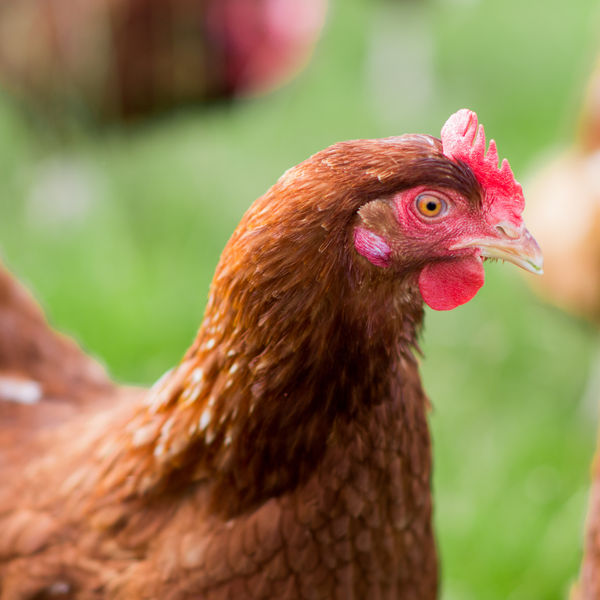 Hen-Close-up-J1-Auchenbadie