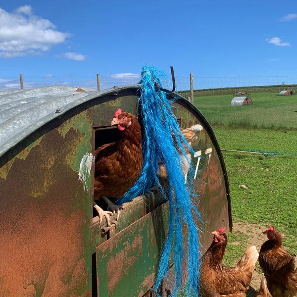 Pig hut hen Inchdrewer IMG 3661