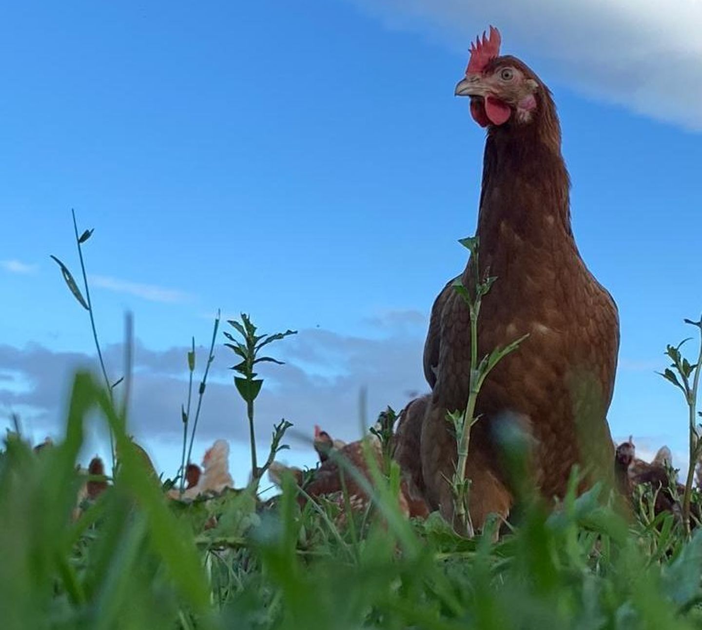 Auchenhalrig Organic hen in long grass