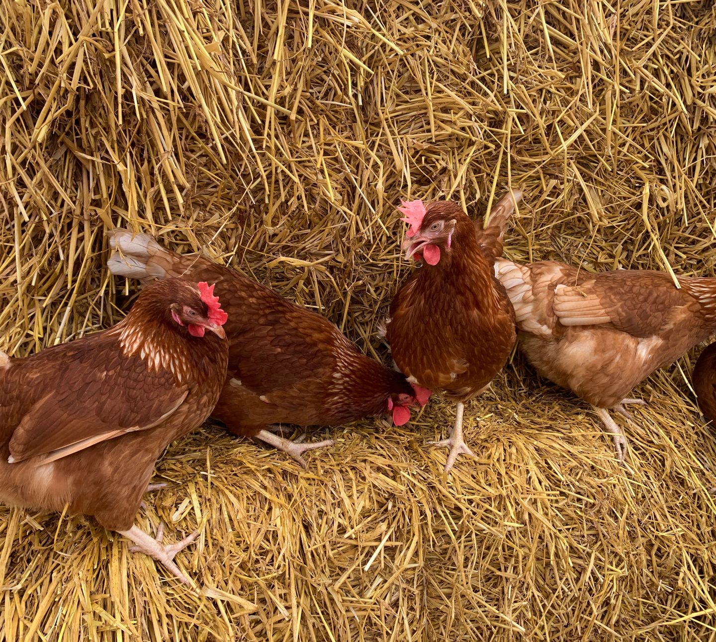 Hens Woodhead on straw bales