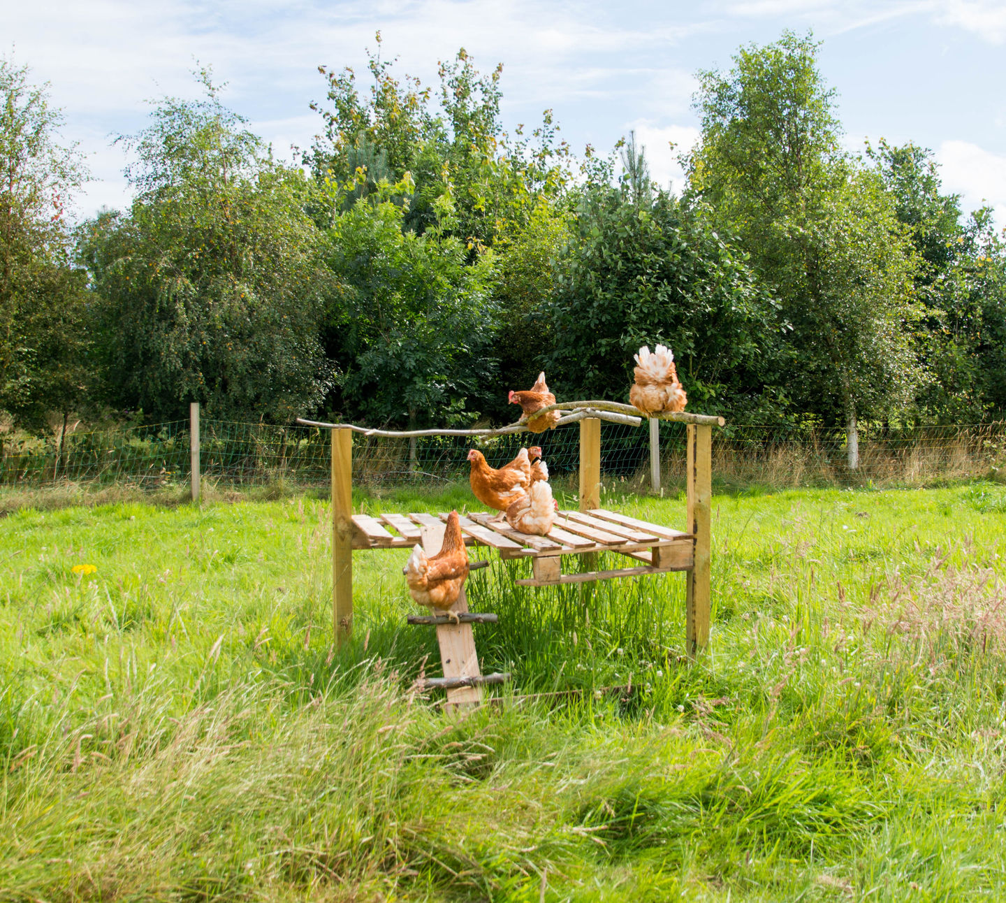 Ashogle Hen Jungle Gym DSC 6129