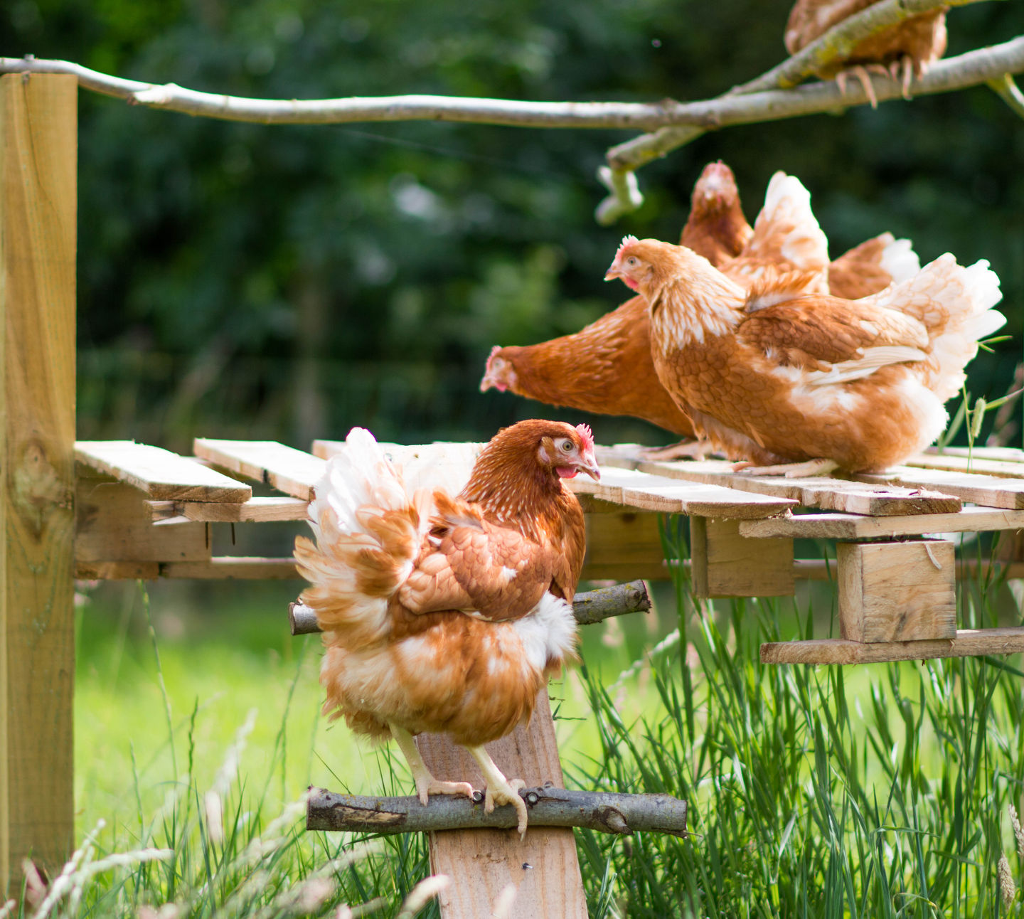 Ashogle Hen Junge Gym close up DSC 6146