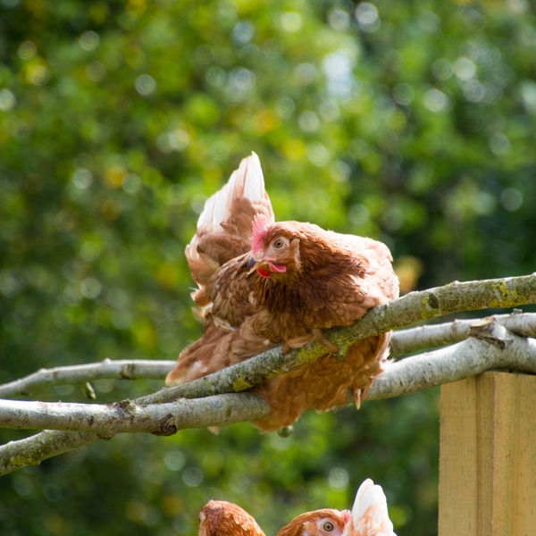 Ashogle Core Image Hen Perching DSC 6128