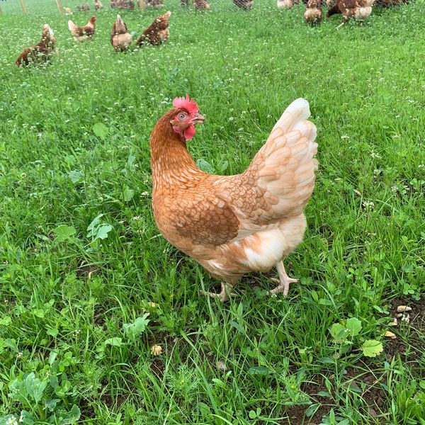 Woodhead hen Core Image IMG 4056